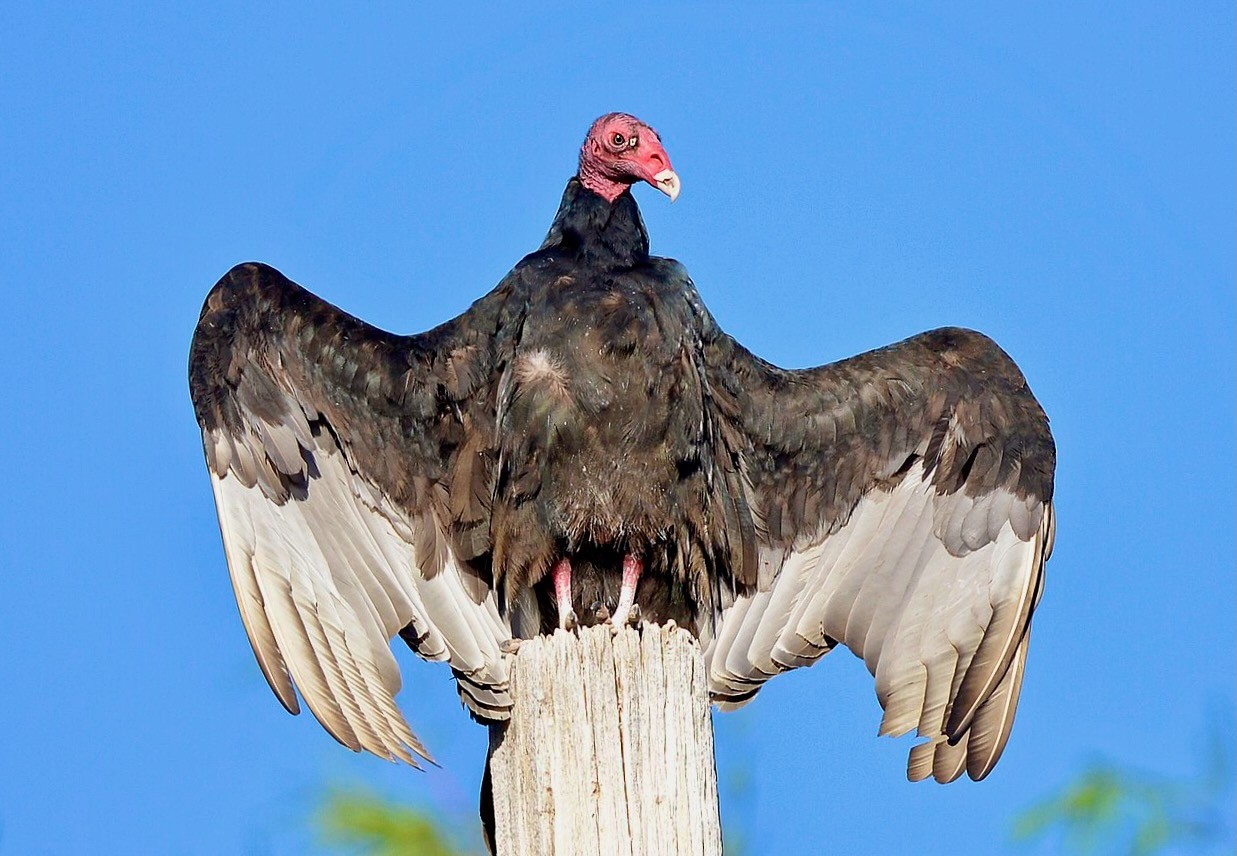 Turkey Vulture, near Wickenburg, Arizona, warming up in preparation to fly by VJAnderson is licensed under CC BY-SA 4.0